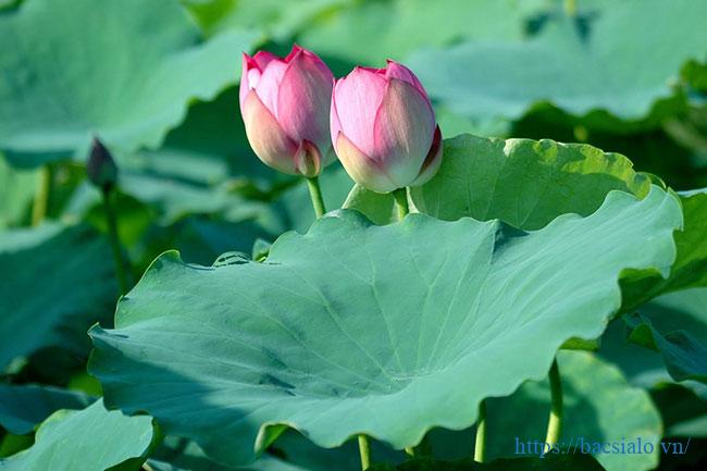Giảm mỡ máu bằng lá sen