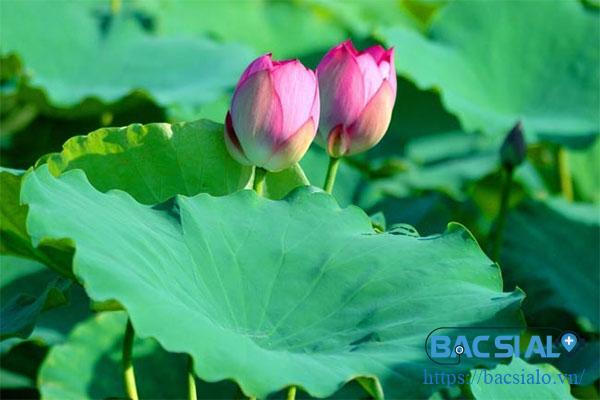 la sen chua gan nhiem mo lá sen chữa gan nhiễm mỡ